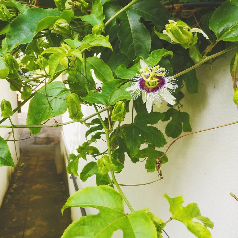 Jungle Guest House Гале Екстериор снимка