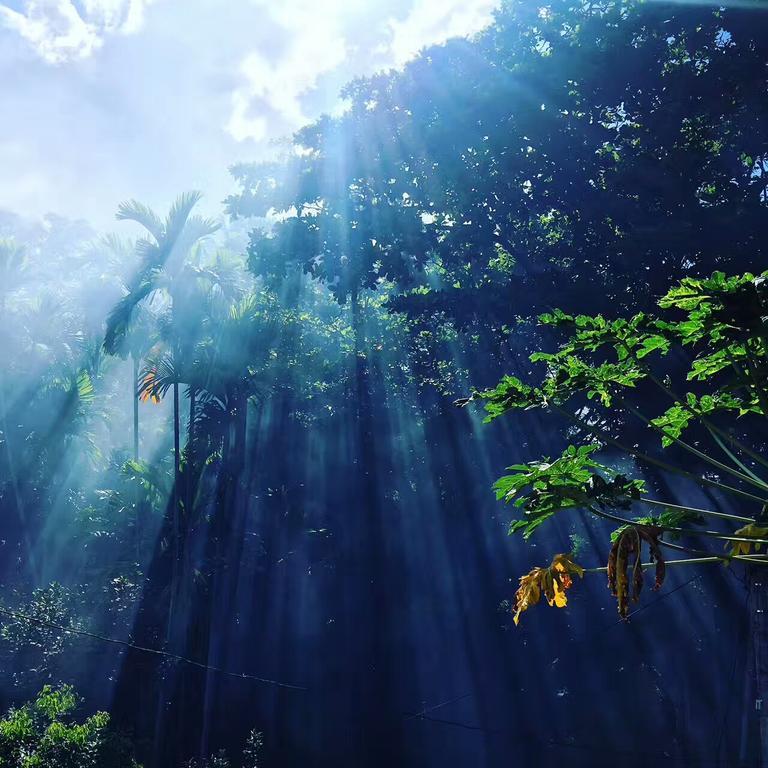 Jungle Guest House Гале Екстериор снимка